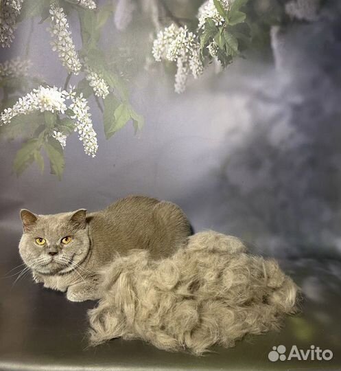 Ищет дом