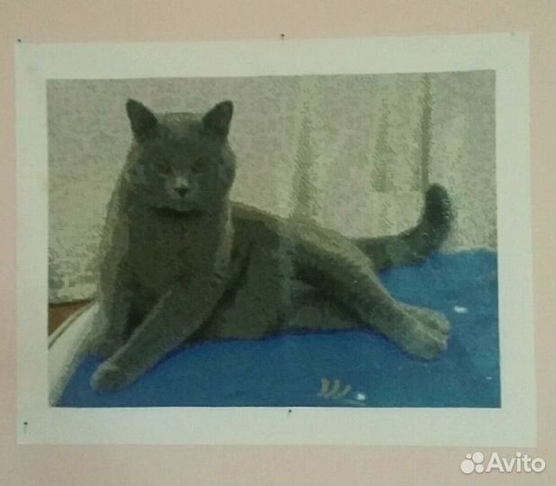 Британский кот - алмазная вышивка