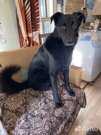 Собака в добрые руки