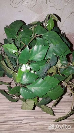 Роициссус, сциндапсус, комнатные ампельные раст