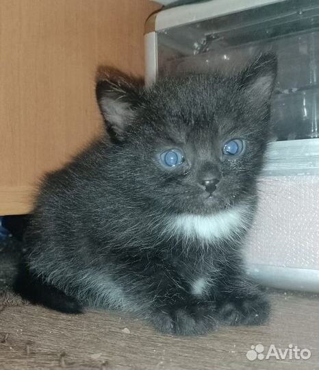 Отдам в добрые руки