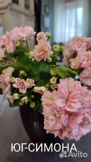 Пеларгония юг-Симона