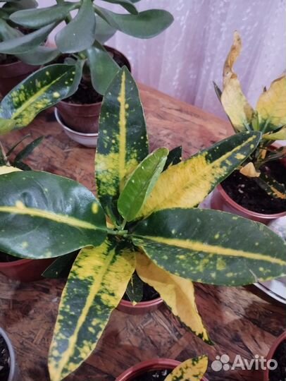 Комнатные цветы