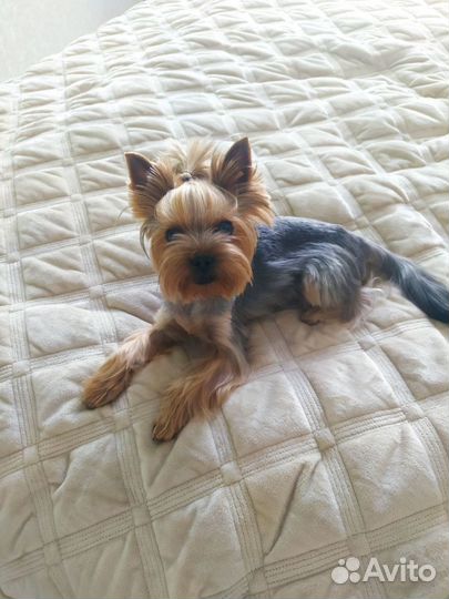 Йоркширский терьер вязка мальчик