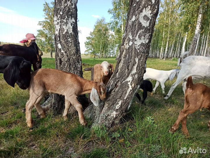 Козы, козлята