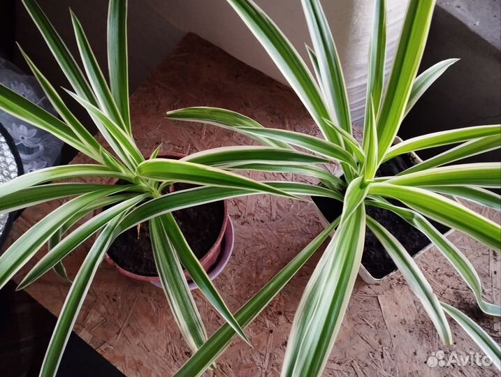 Хлорофитум