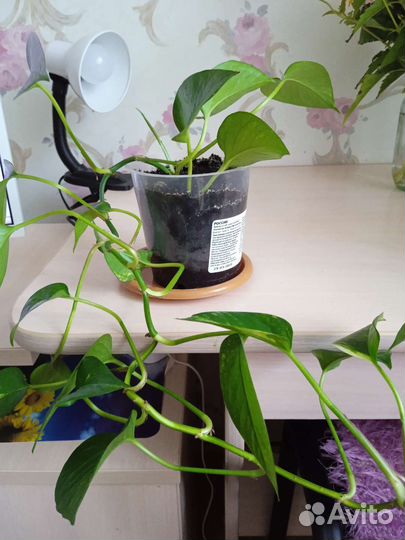 Комнатные цветы фиалки