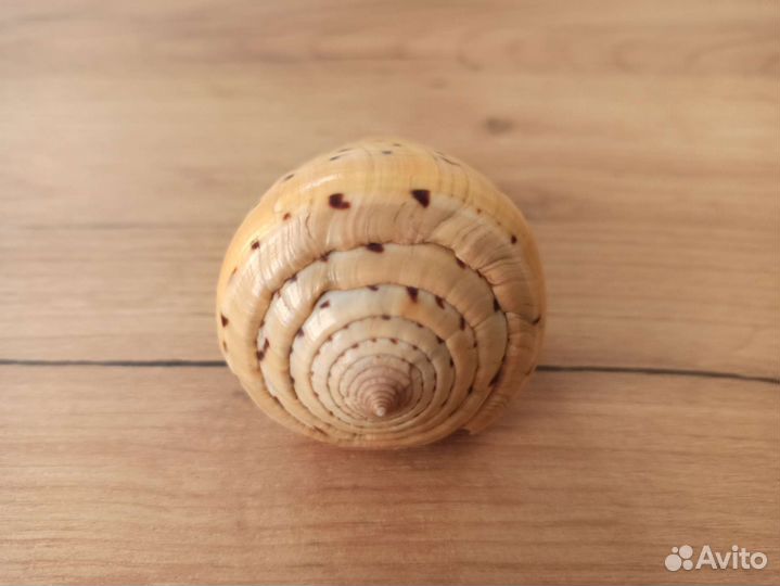 Морская раковина