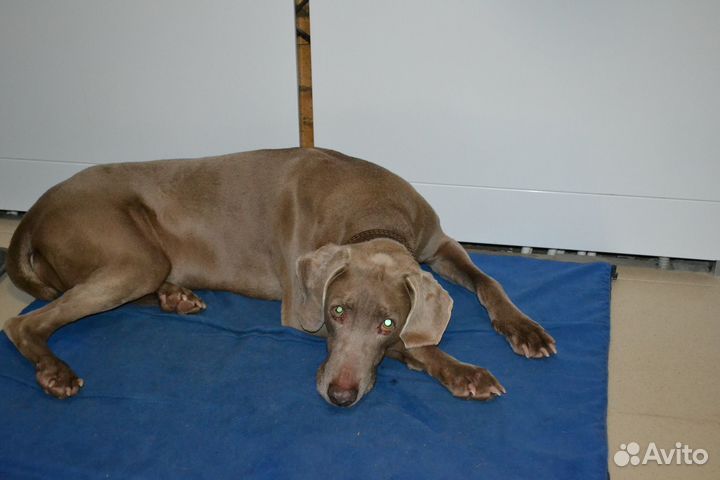 Гостиница для собак, передержка собак