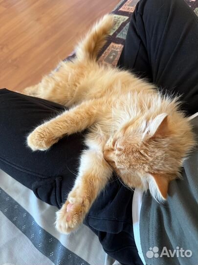 Рыжик пушистик