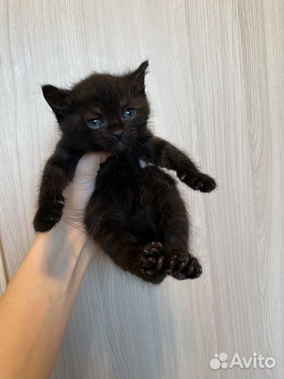 Котята бесплатно