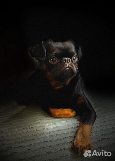 Пти брабансон вязка