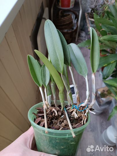 Продам орхидею