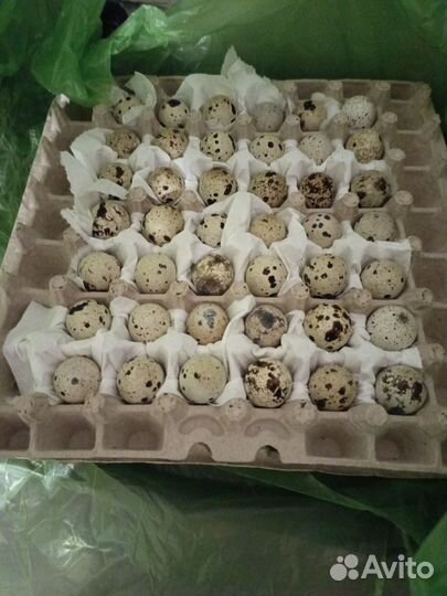 Инкубационное яйцо перепелов техасцев