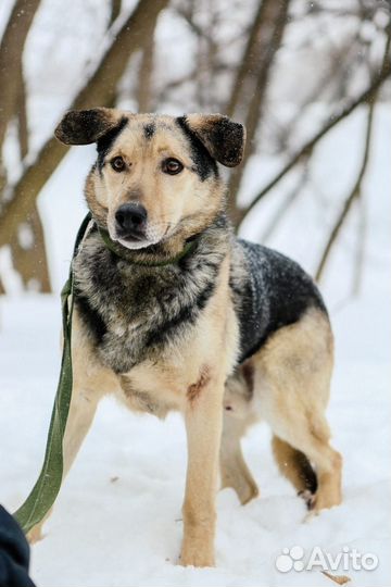 Привитый, кастрированный пёс Ларс ищут дом
