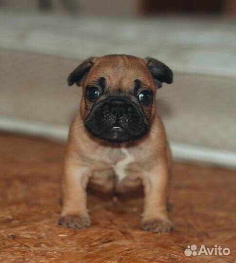 Яркие щенки