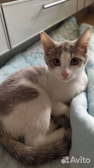 Котенок