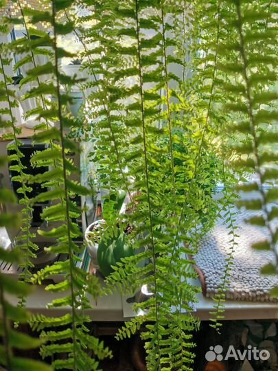 Папоротник