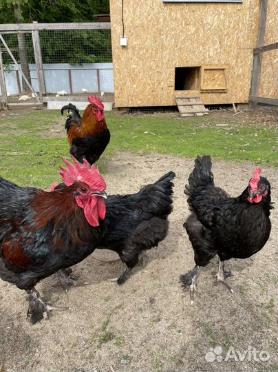 Яйцо маран,легбар,Изабелла,кучинские,голошейка