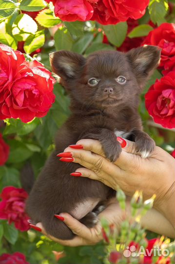 Шоколадые, лиловые и голубые щенки Чихуахуа