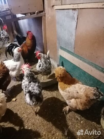 Куры домашние