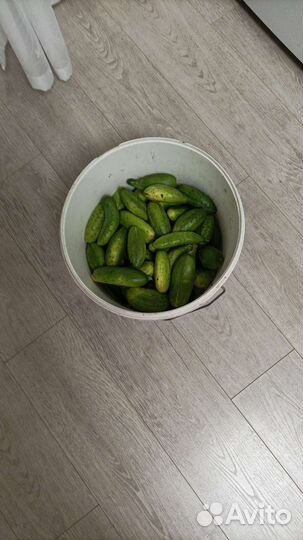 Огурцы домашние