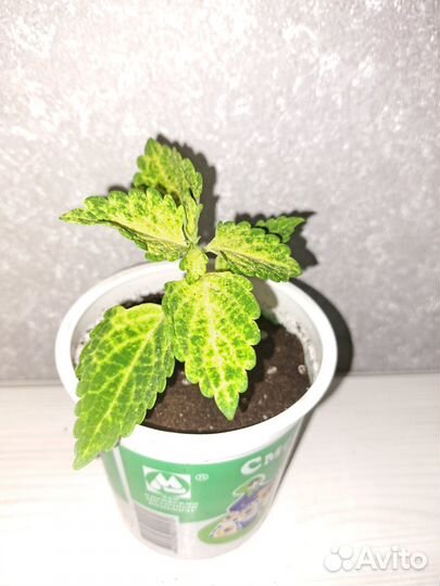 Колеус Electric Lime