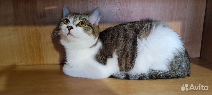 Кошка в дар бесплатно