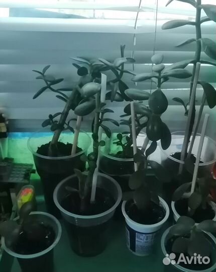 Толстянка