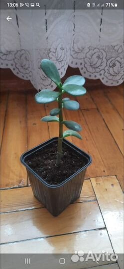 Денежное дерево