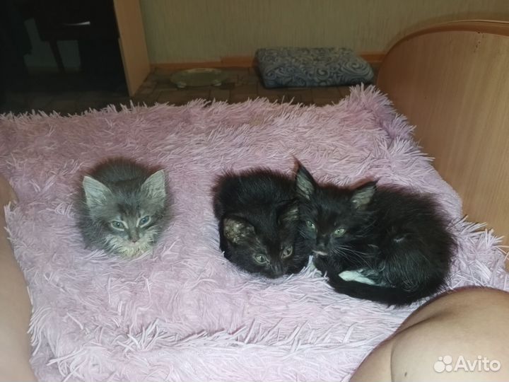 Котята в добрые руки