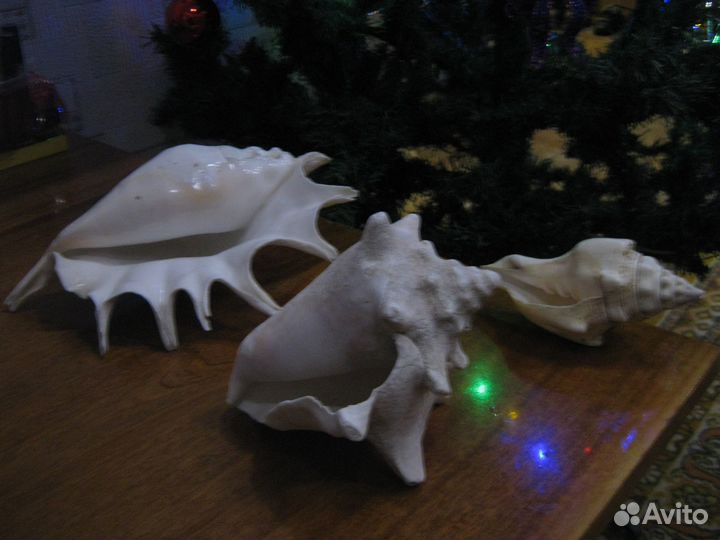 Набор морских раковин