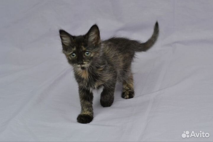 Котёнок девочка