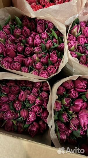 Тюльпаны оптом к 8 марта