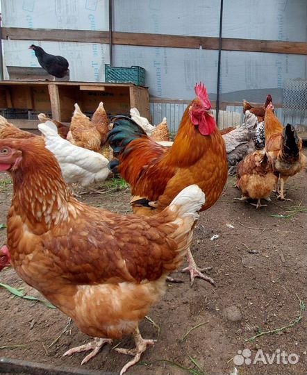 Молодые петухи