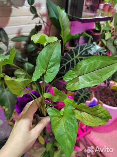 Сингониумы сортовые