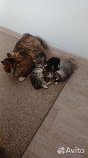 Чистокровные котята Курильского бобтейла