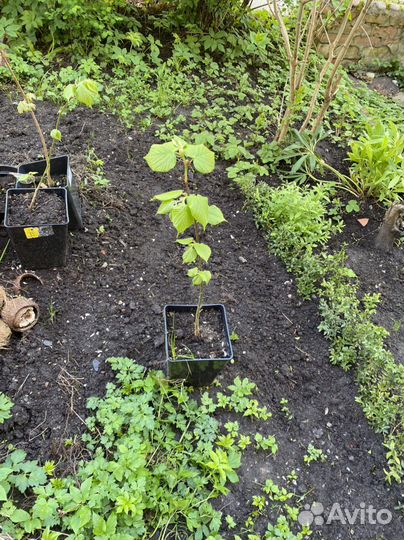 Липа саженцы