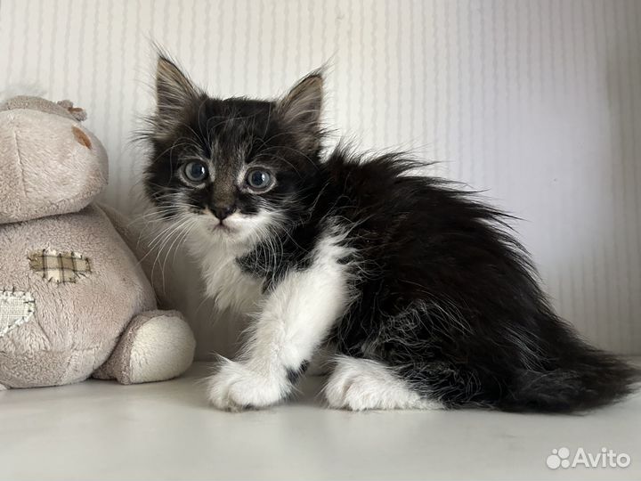 Котята красивые в дар