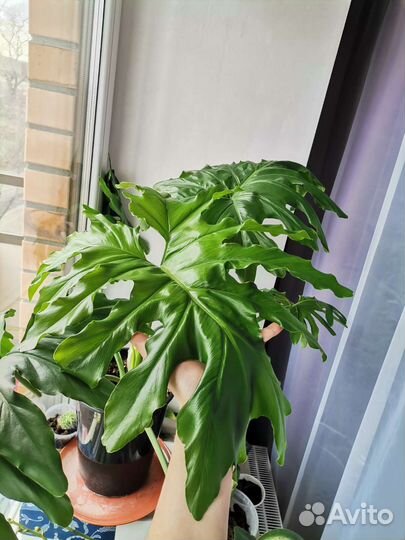 Филодендрон Селло мексиканский змей