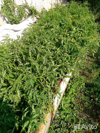 Рассада помидор