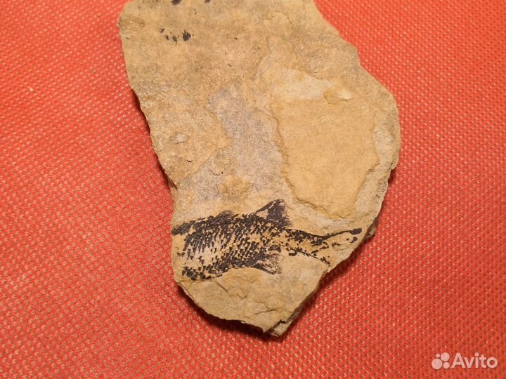 Отпечаток доисторической рыбы