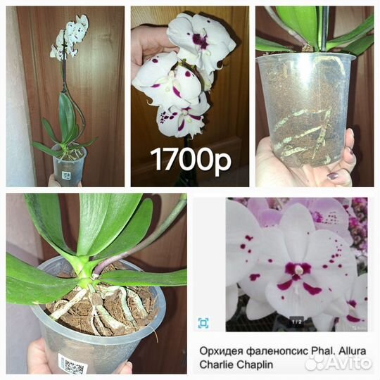 Орхидеи Биг Лип