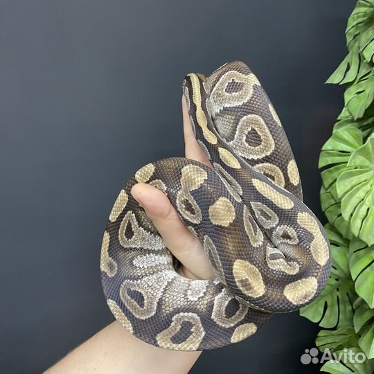 Змея взрослый самец mojave