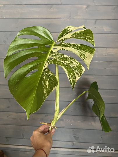 Монстера альба делициоза