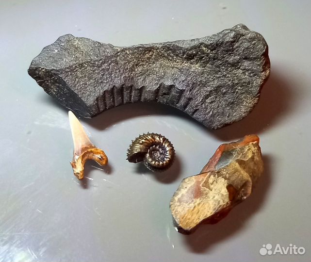 Набор окаменелостей