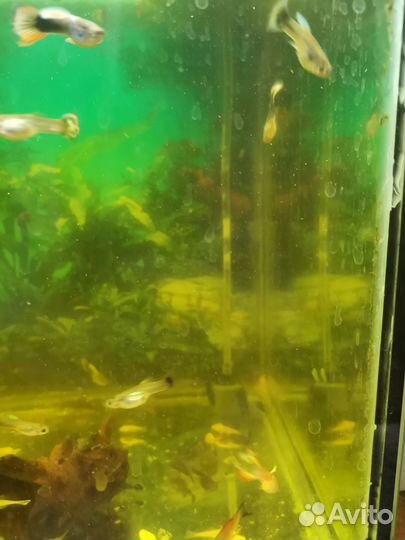 Аквариумные рыбки гуппи, анцыструсы, меченосцы