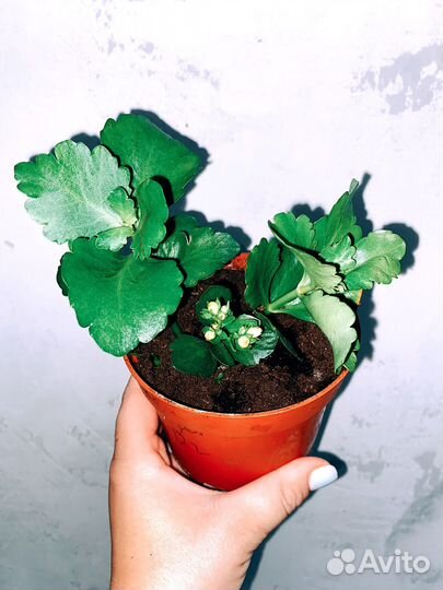 Каланхоэ красное