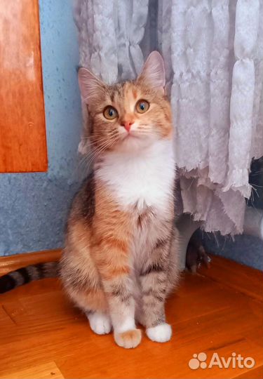Кошечка Яся 5 мес