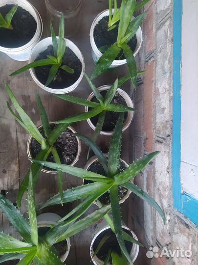 Комнатные цветы